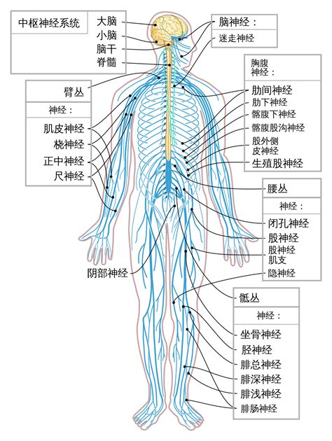 神經細胞形狀|人體神經系統:神經系統介紹,基本結構,神經系統功能,神經系統區分…